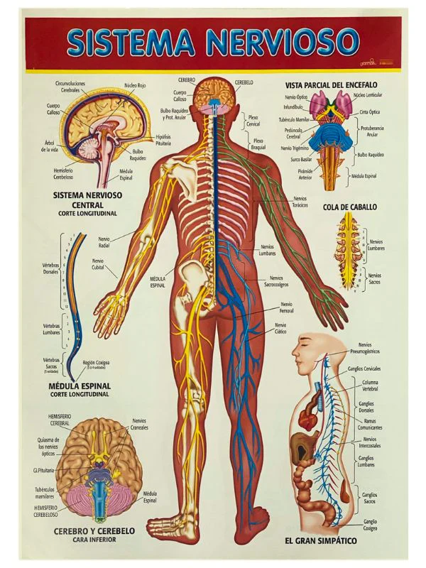 Póster Didáctico 48×69cm 50×70cm 70×50cm granmark® [Pieza] - Image 116