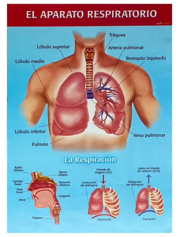 Póster Didáctico 48×69cm 50×70cm 70×50cm granmark® [Pieza] - Image 28