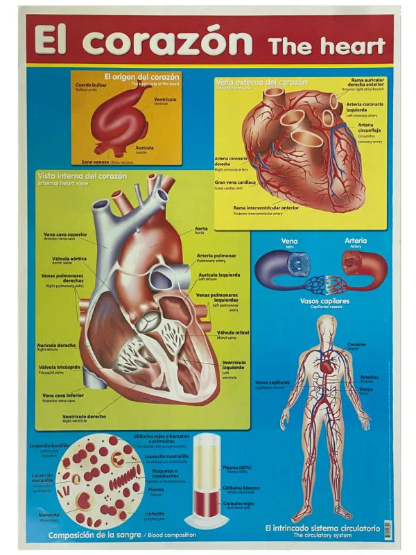 Póster Didáctico 48×69cm 50×70cm 70×50cm granmark® [Pieza] - Image 33