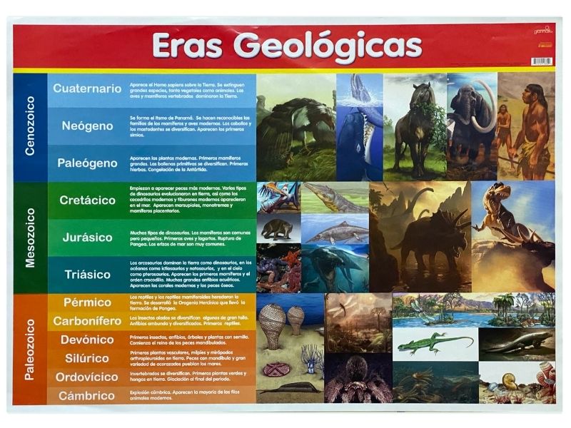 Póster Didáctico 48×69cm 50×70cm 70×50cm granmark® [Pieza] - Image 36