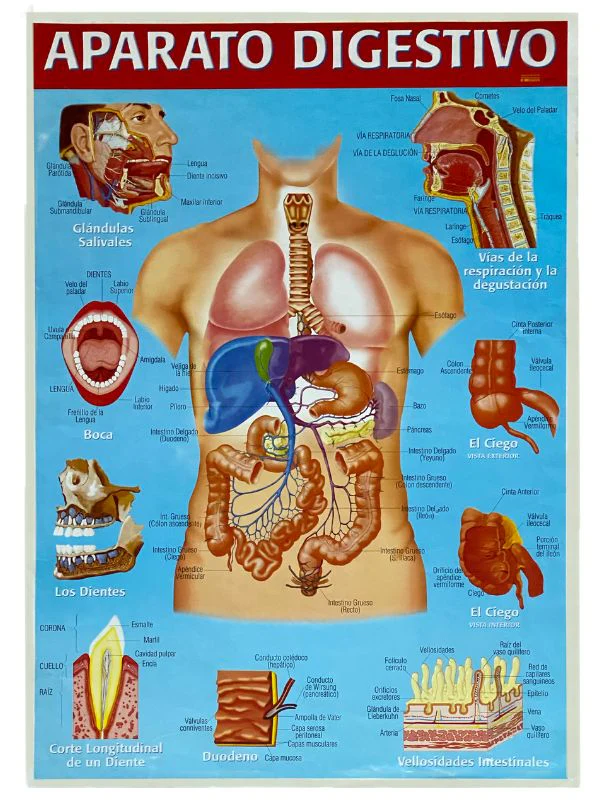 Póster Didáctico 48×69cm 50×70cm 70×50cm granmark® [Pieza] - Image 7