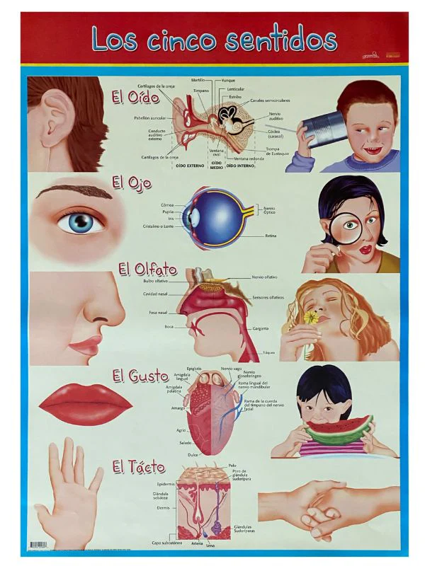 Póster Didáctico 48×69cm 50×70cm 70×50cm granmark® [Pieza] - Image 81