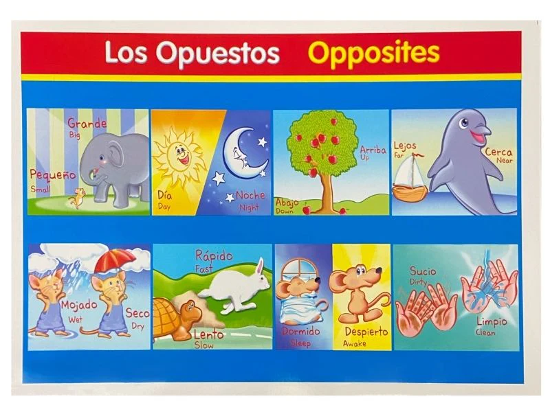 Póster Didáctico Mini 25×35cm 35×25cm granmark® [Pieza] - Image 43