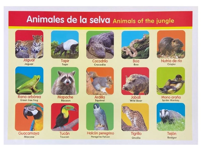 Póster Didáctico Mini 25×35cm 35×25cm granmark® [Pieza] - Image 8